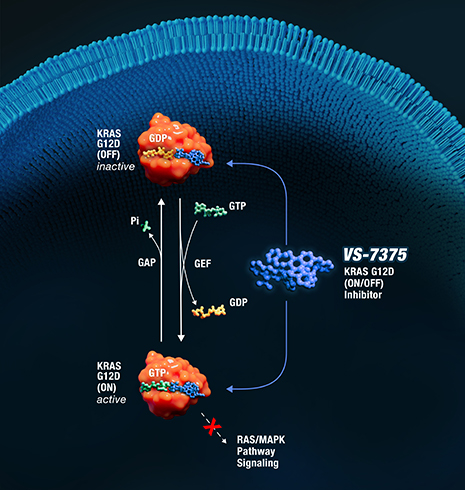 VS-7375 Kras G12D ON-OFF Inhibitor diagram
