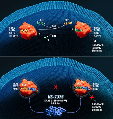 Illustration showing KRAS G12D protein signaling in active and inactive states, and how the inhibitor VS-7375 blocks KRAS activation and downstream RAS/MAPK pathway signaling.